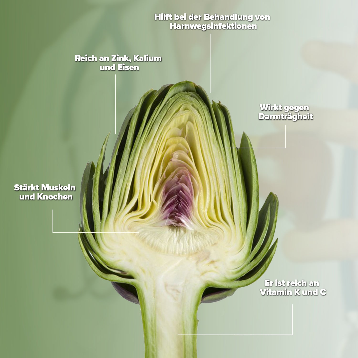 ENGİNAR MACUNU (ZÜHRE ANA)