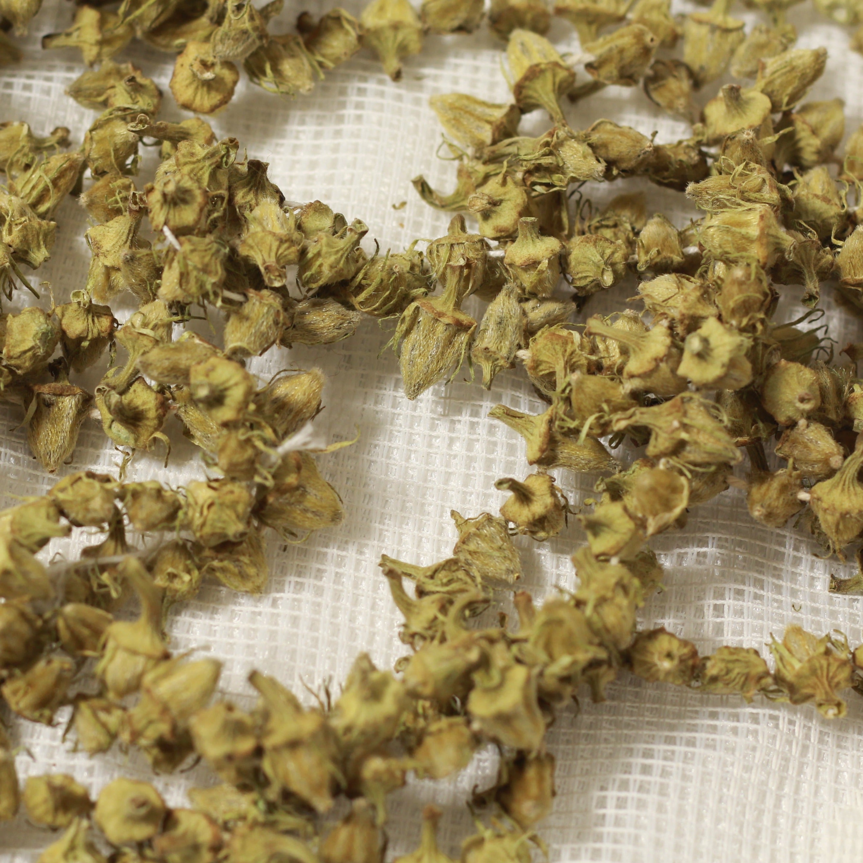 Amasya Çiçek Bamya (Blume Okra)