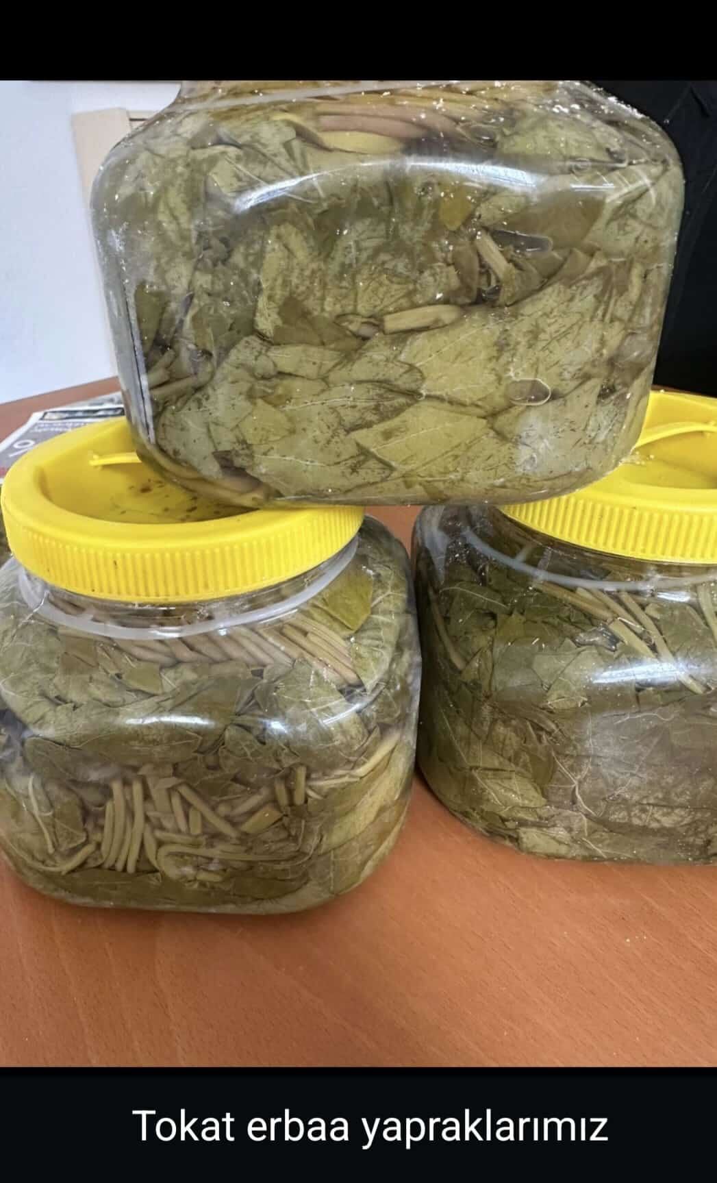 Tokat Traubenblatt (Tokat Erbağ Üzüm Yaprağı)