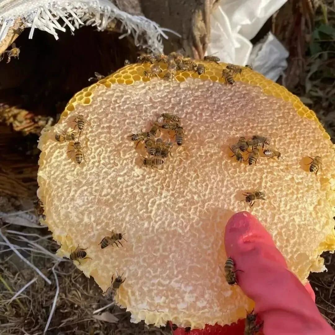 Hakiki Karakovan Balı 1200-1300g