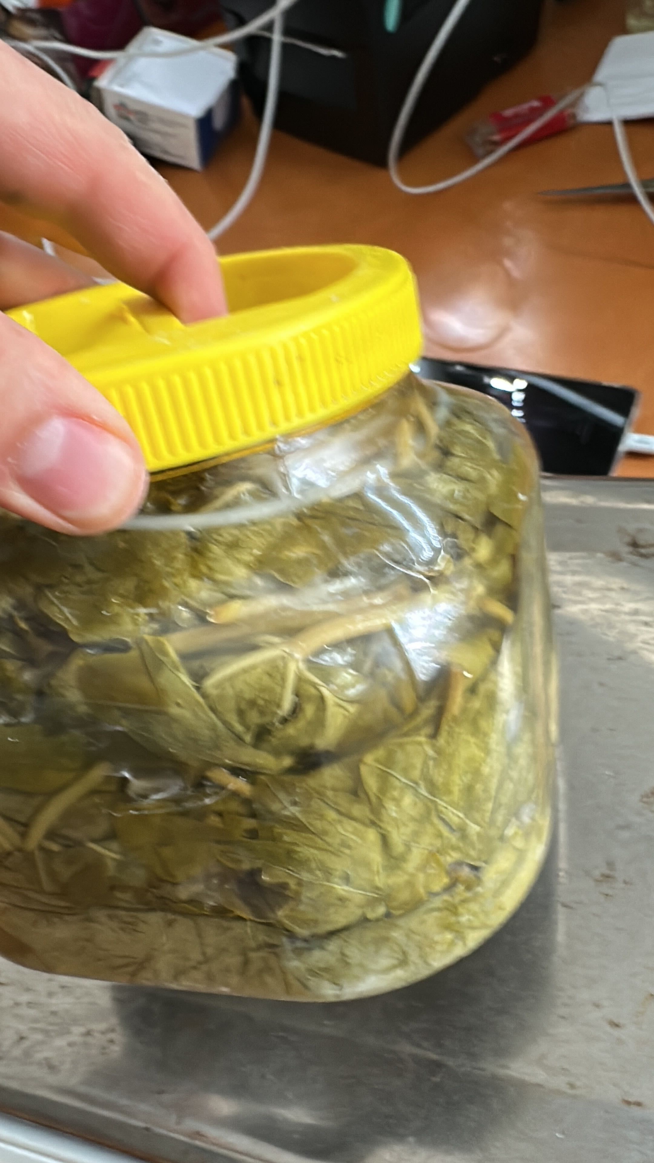 Tokat Traubenblatt (Tokat Erbağ Üzüm Yaprağı)