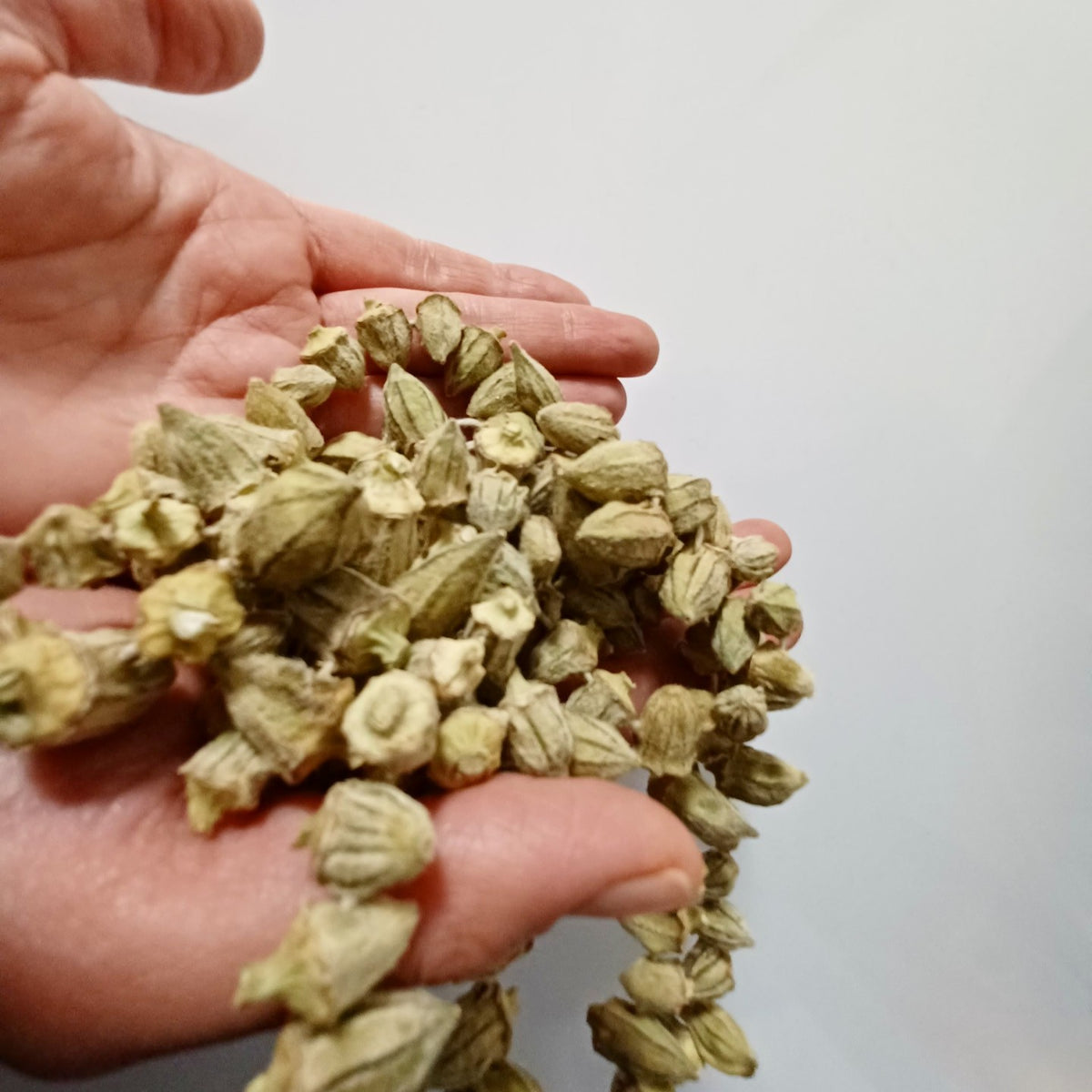 amasya blüten okra çiçek bamya aus der türkei kaufen