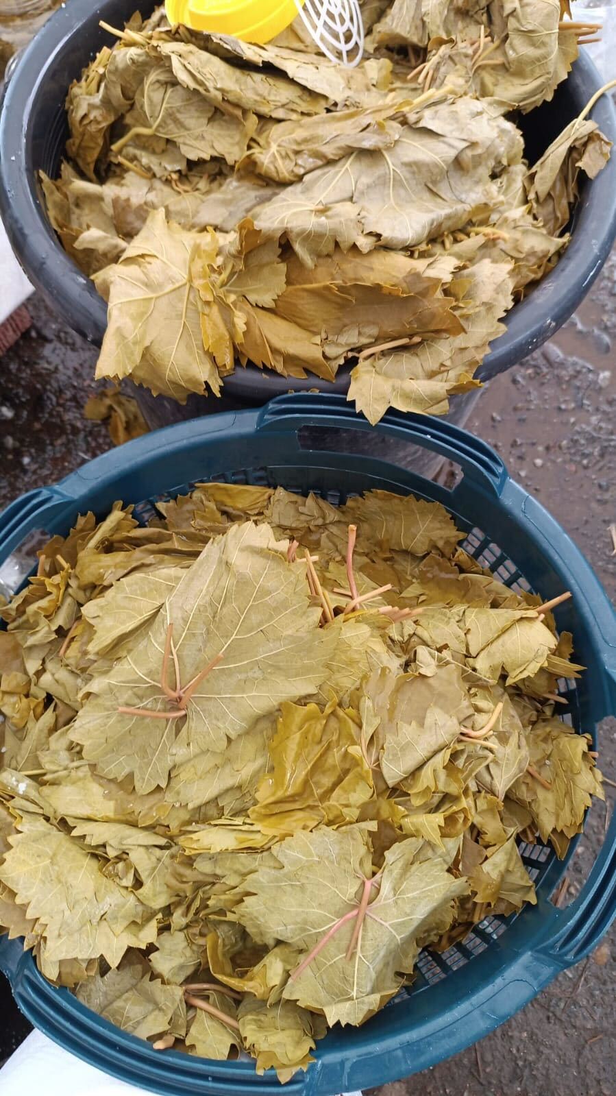 Tokat Traubenblatt (Tokat Erbağ Üzüm Yaprağı)